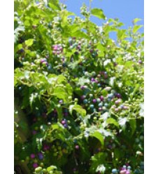 MSA AMPELOPSIS WEITC 50ML