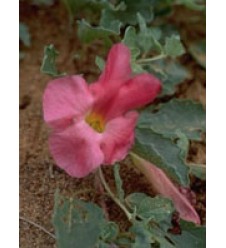 TSA HARPAGOPHYTUM 50ML