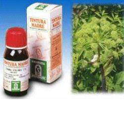 SP.ANGELICA 55 TM 50ml