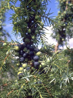 MSA JUNIPERUS COMMUN.50ml