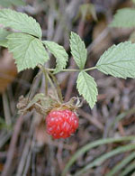 MSA RUBUS IDAEUS 50ML<