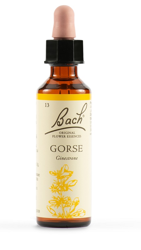 GORSE BACH ORIG 13 20ml