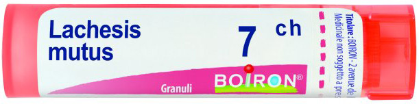 LACHESIS MUTUS 7CH GR