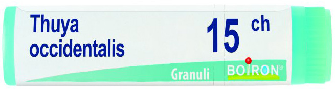 THUYA OCCIDENT 15CH GL